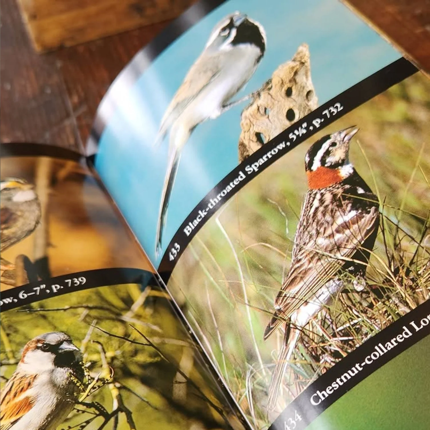 National Audubon Society Field Guide to North American Birds - Western Region Revised Edition - Image 2